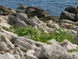 Crithmum maritimum. Цветущие растения на каменистом берегу моря. Крым, западное подножье горы Опук. 22.08.2008.