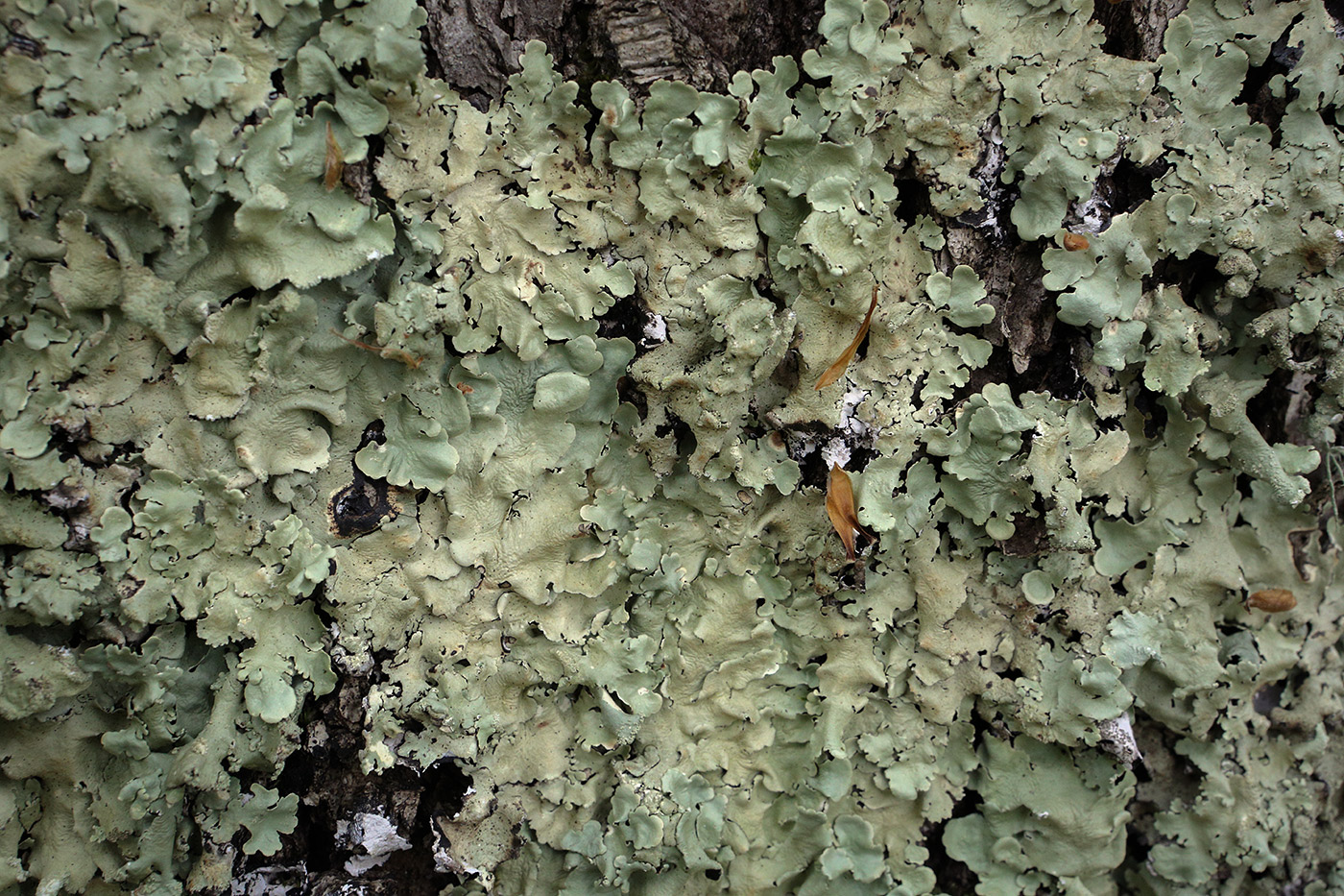 Image of Flavoparmelia caperata specimen.