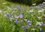 Polemonium caucasicum. Верхушки цветущих растений. Чечня, Шаройский р-н, окр. ур. Хиндушты, опушка в верхней части леса между с. Хакмадой и хутором Хочелдой. 3 июля 2024 г.