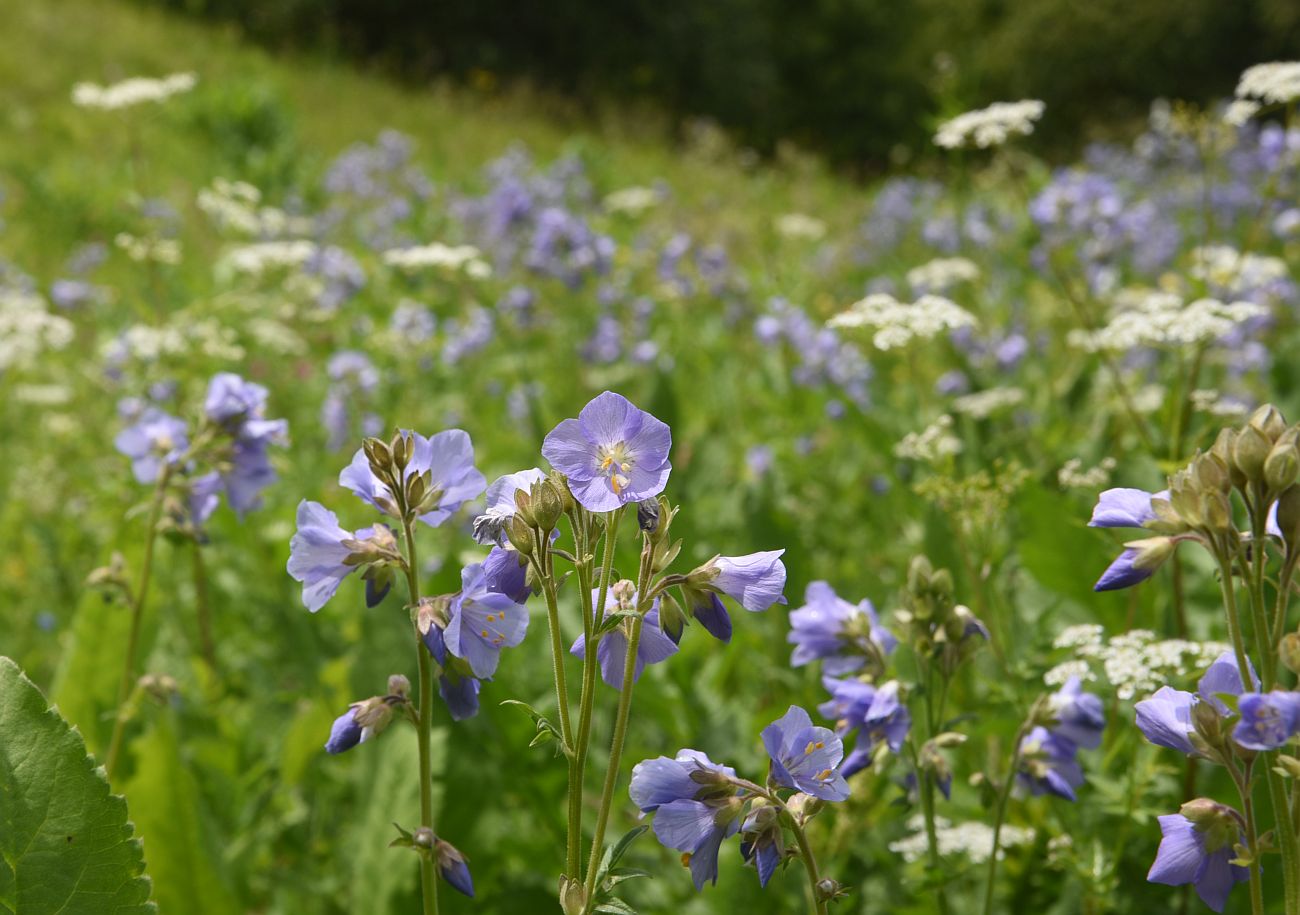 Изображение особи Polemonium caucasicum.