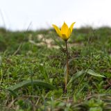 Tulipa australis. Цветущее растение. Краснодарский край, м/о г. Новороссийск, гора Лысая-Новороссийская, ≈ 500 м н.у.м., горная степь. 05.04.2025.