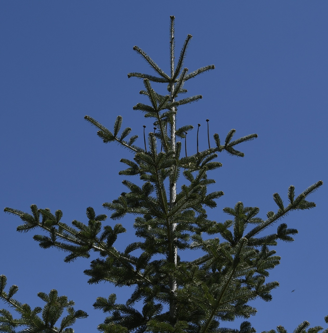 Изображение особи Abies cilicica.
