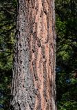 Pinus palustris