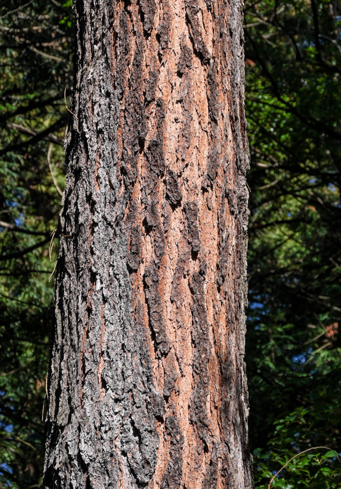 Image of Pinus palustris specimen.