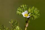 Ranunculus trichophyllus