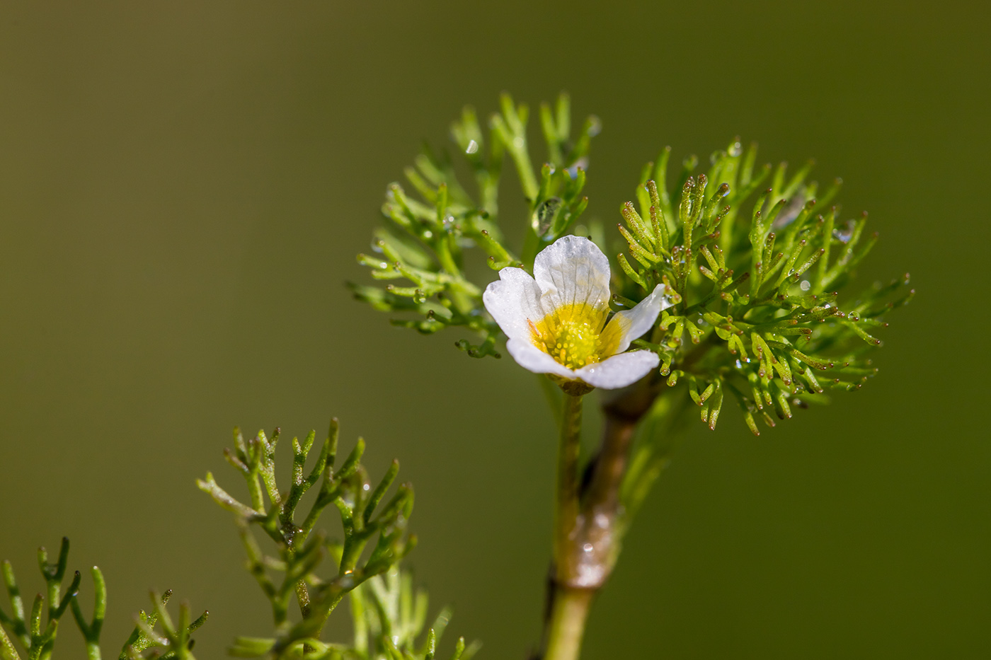 Image of Ranunculus trichophyllus specimen.