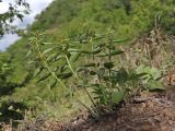 Vincetoxicum fuscatum