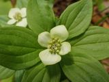 Chamaepericlymenum canadense