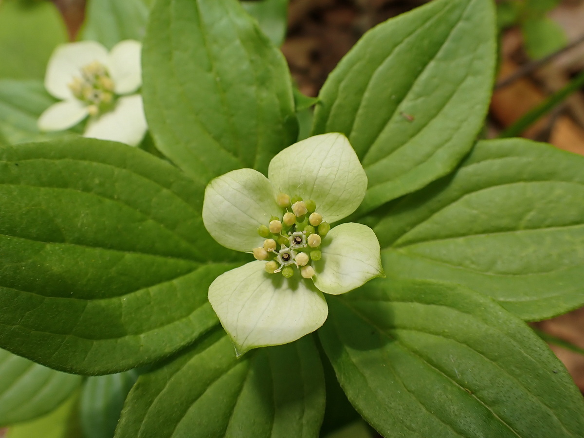 Изображение особи Chamaepericlymenum canadense.
