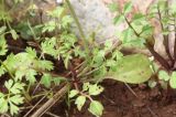 Ricotia lunaria