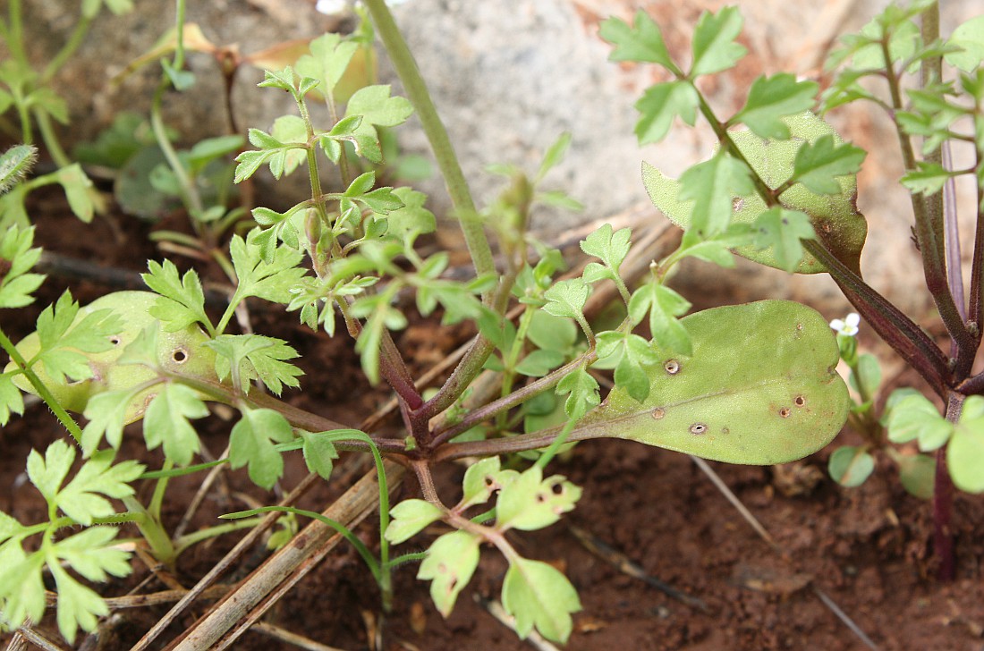 Image of Ricotia lunaria specimen.