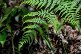 Pteridium latiusculum. Верхушка вайи. Китай, пров. Аньхой, национальный парк \"Хуаншань\", смешанный лес. 29.05.2025.