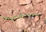 семейство Chenopodiaceae. Оборванная веточка. Турция, ил Ыгдыр, ур. Красные горы, глинистый делювиальный шлейф. 19 мая 2025 г.