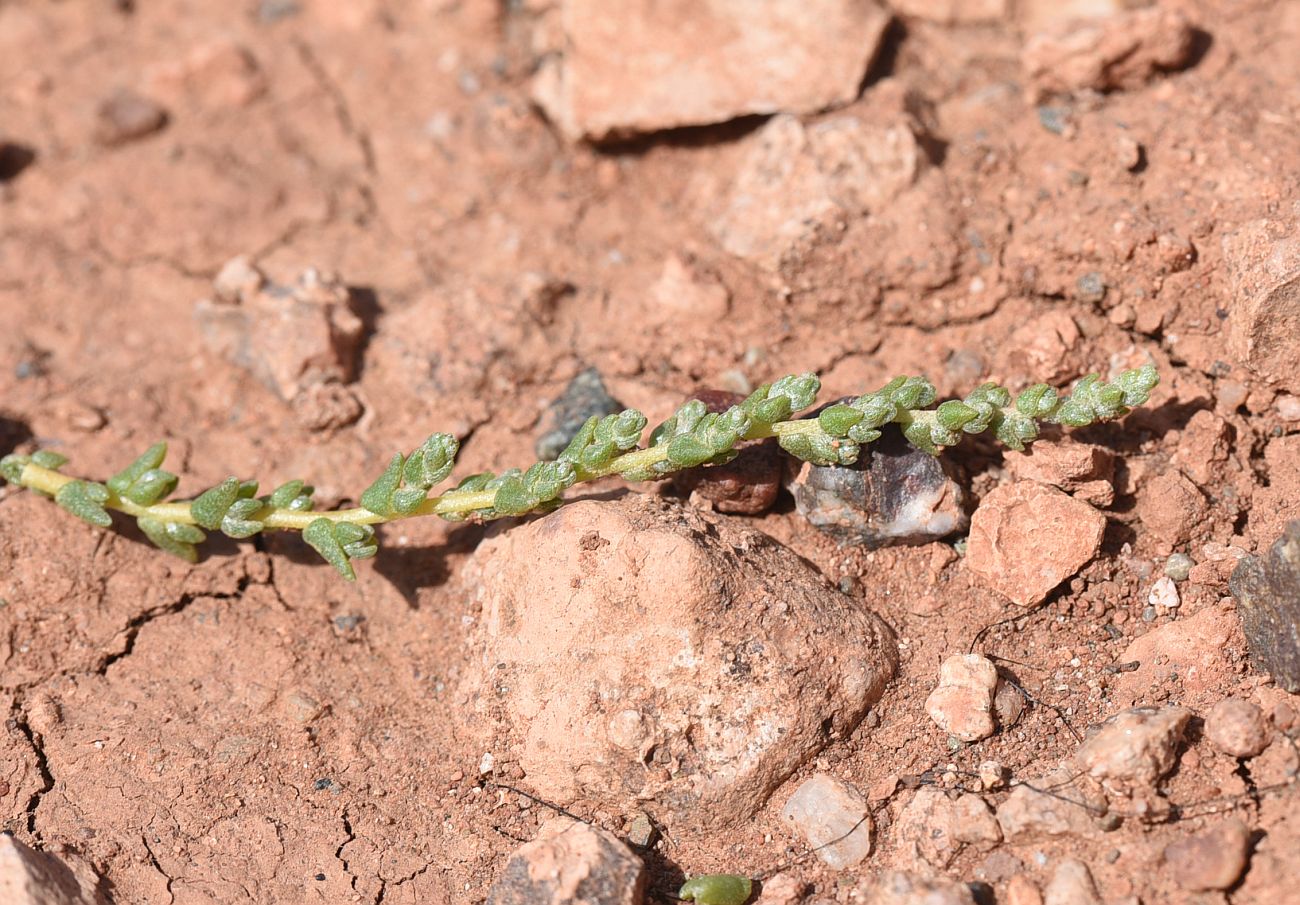 Изображение особи семейство Chenopodiaceae.