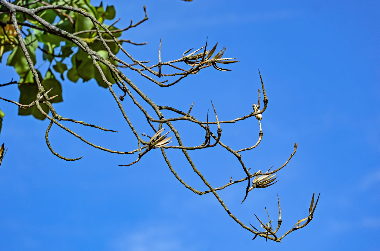 Изображение особи Liriodendron tulipifera.