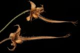 Geranium pratense. Созревшие соплодия. Карелия, Лахденпохский р-н, окр.пос. Ихала, на обочине дороги через поле. 02.08.2025.