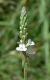 Verbena officinalis. Соцветие с бутонами, цветками, завязавшимися плодами и тлями в нижней части соцветия. Узбекистан, г. Ташкент, Юнусабадский р-н, парковая зона, газон. 14.09.2024.