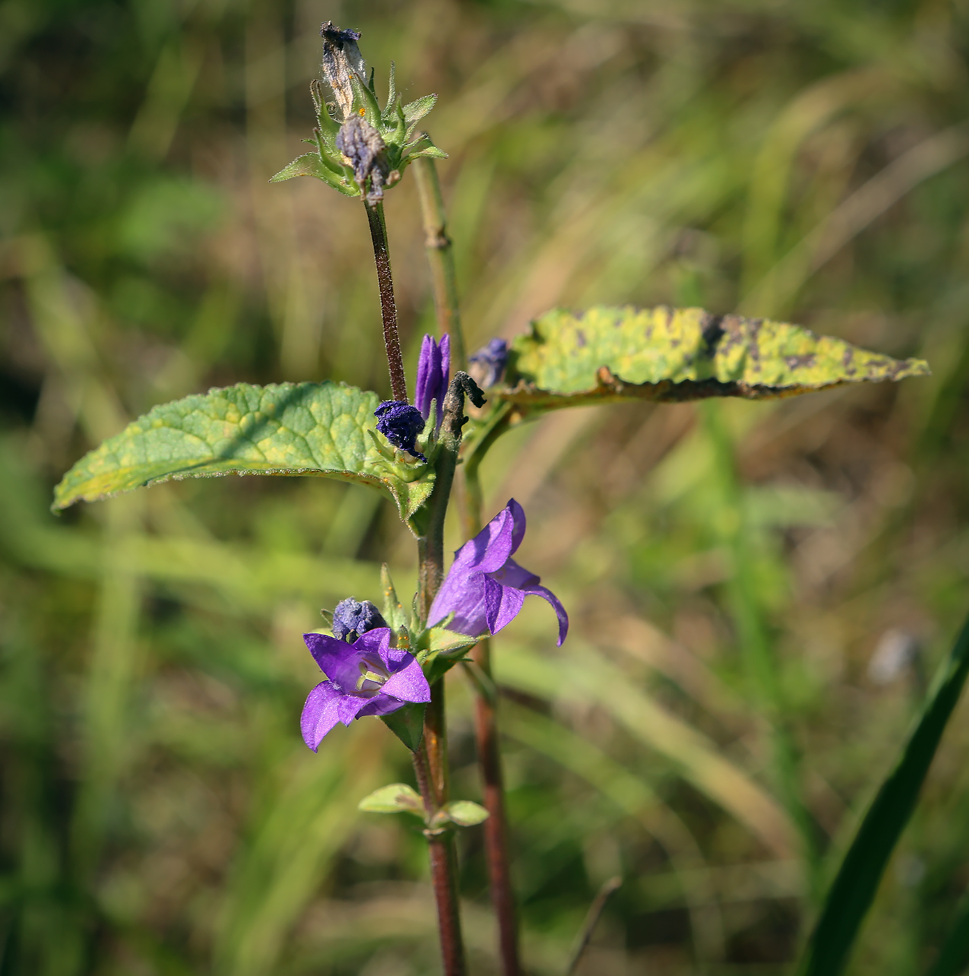 Изображение особи Campanula glomerata.