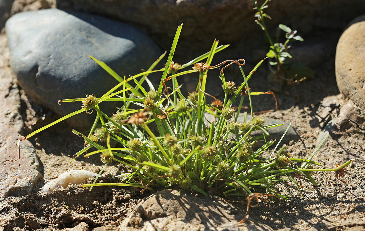 Image of Kyllinga kamtschatica specimen.