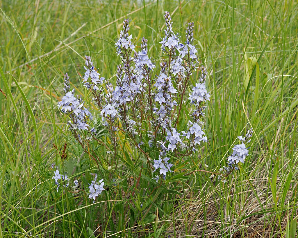 Изображение особи Veronica prostrata.