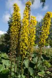 Ligularia stenocephala. Верхушки цветущих и плодоносящих растений. Пермь, Ленинский р-н, городская эспланада. 1 сентября 2024 г.