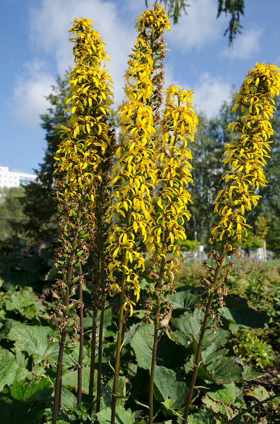 Image of Ligularia stenocephala specimen.