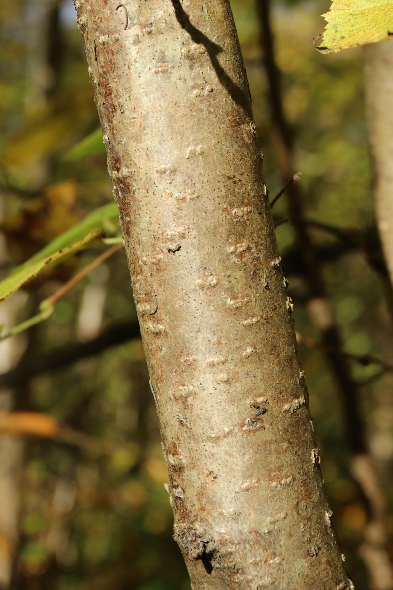 Image of Corylus avellana specimen.
