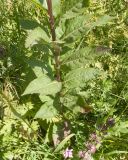 genus Senecio. Нижняя часть побега цветущего растения. Северная Осетия, Пригородный р-н, пер. Санибанский, ≈ 1900 м н.у.м., высокогорный луг. 31.07.2025.