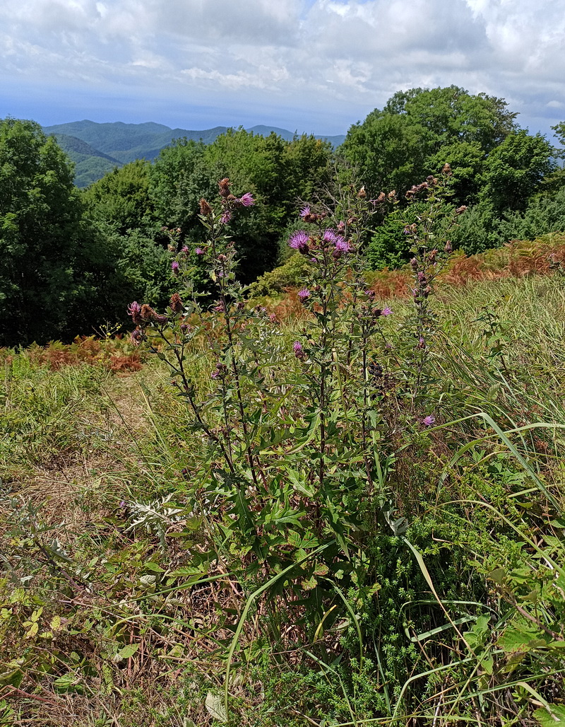 Изображение особи Cirsium euxinum.