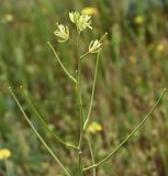 Sisymbrium altissimum