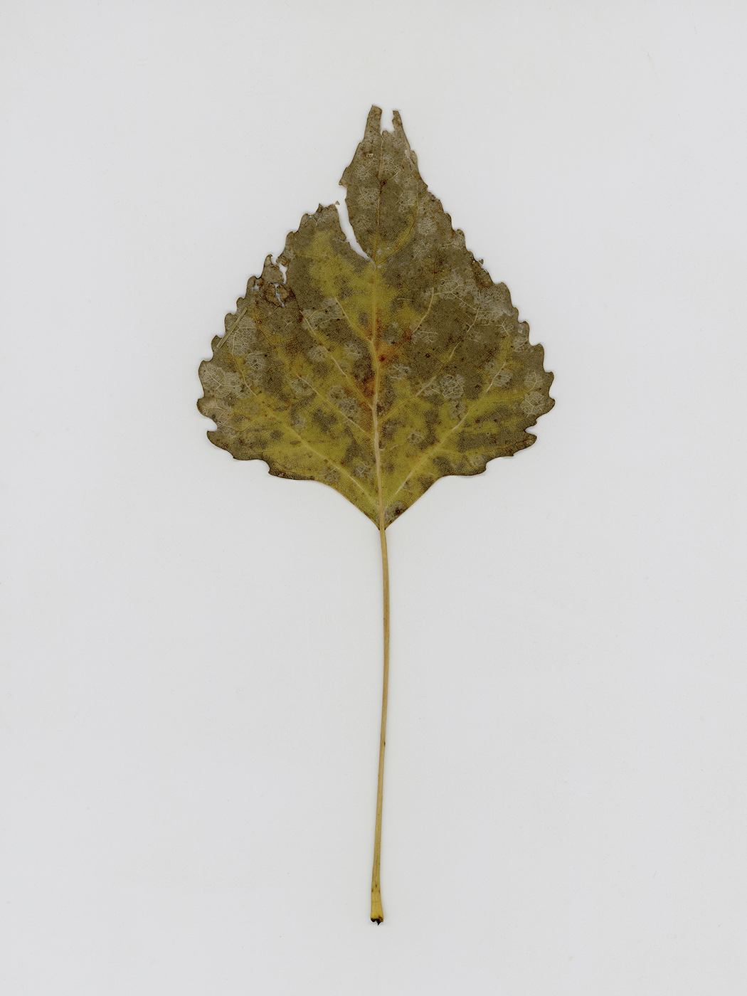 Изображение особи род Populus.