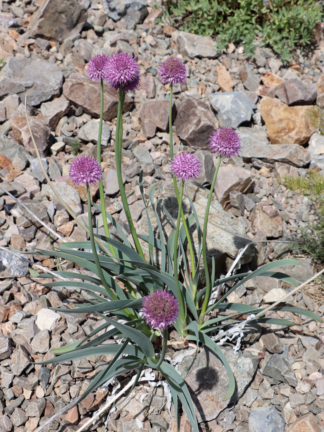 Image of Allium polyphyllum specimen.