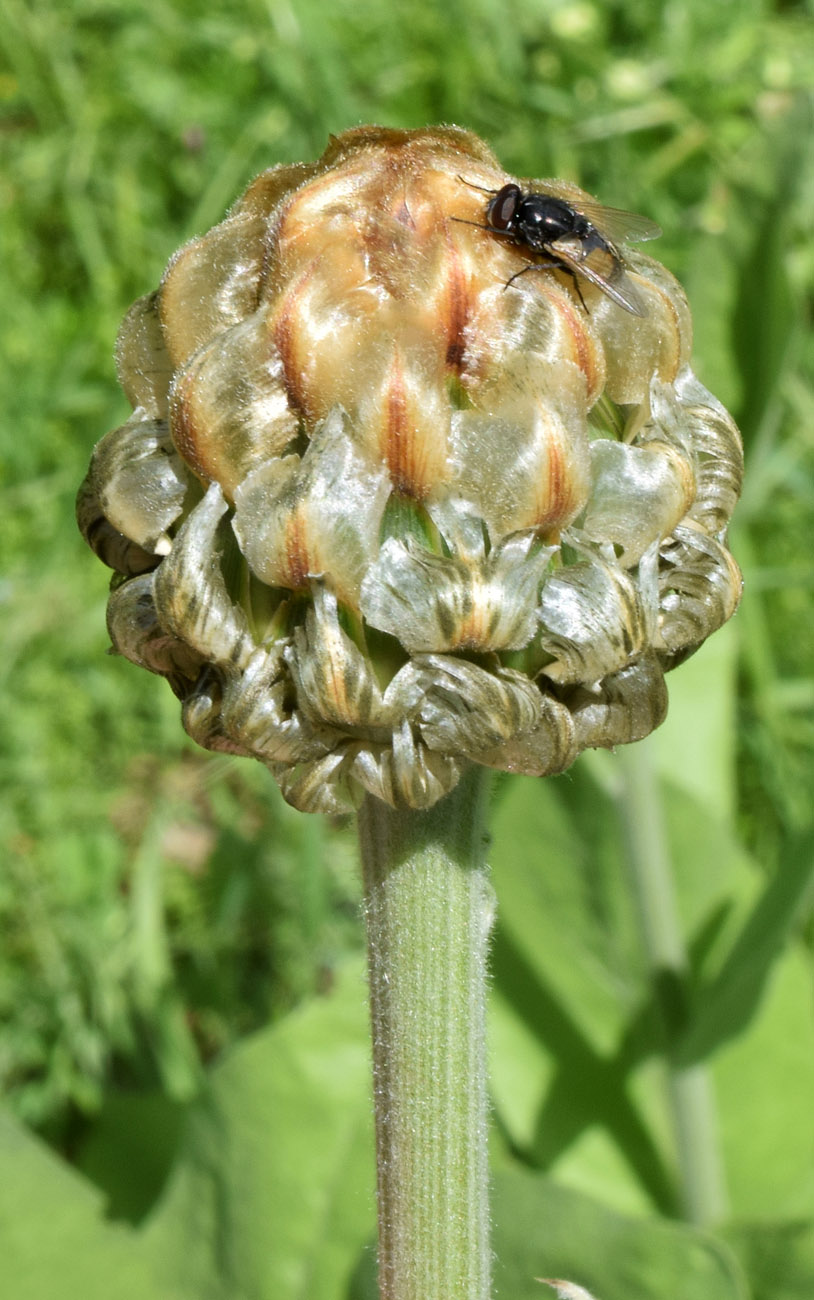 Image of Stemmacantha integrifolia specimen.