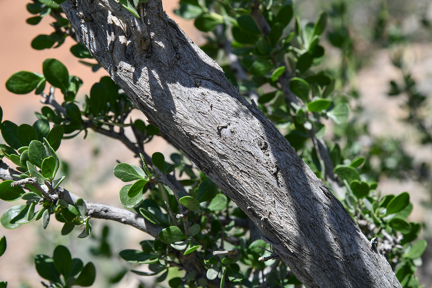 Изображение особи Zygophyllum atriplicoides.