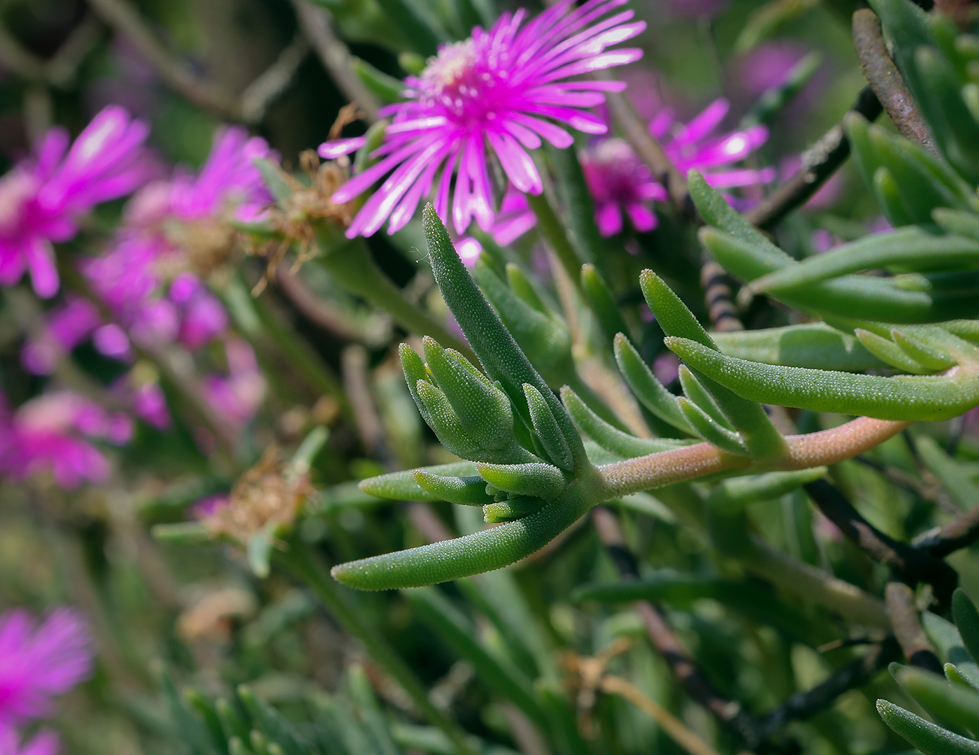 Изображение особи Delosperma cooperi.