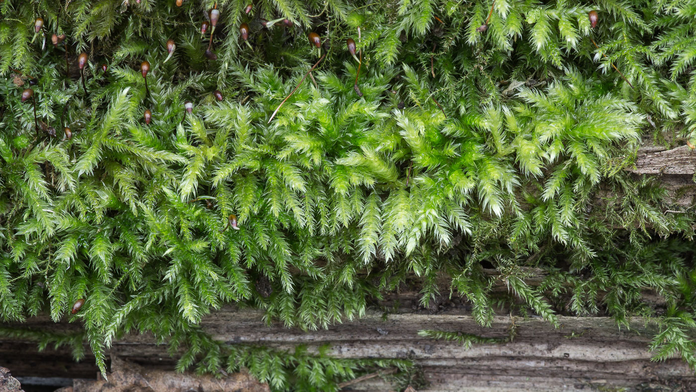 Image of Brachythecium rutabulum specimen.