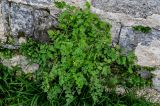 Corydalis pallida. Цветущее и плодоносящее растение в сообществе с Pilea microphylla. Китай, пров. Аньхой, дер. Хунцунь, на стене дома. 28.05.2025.