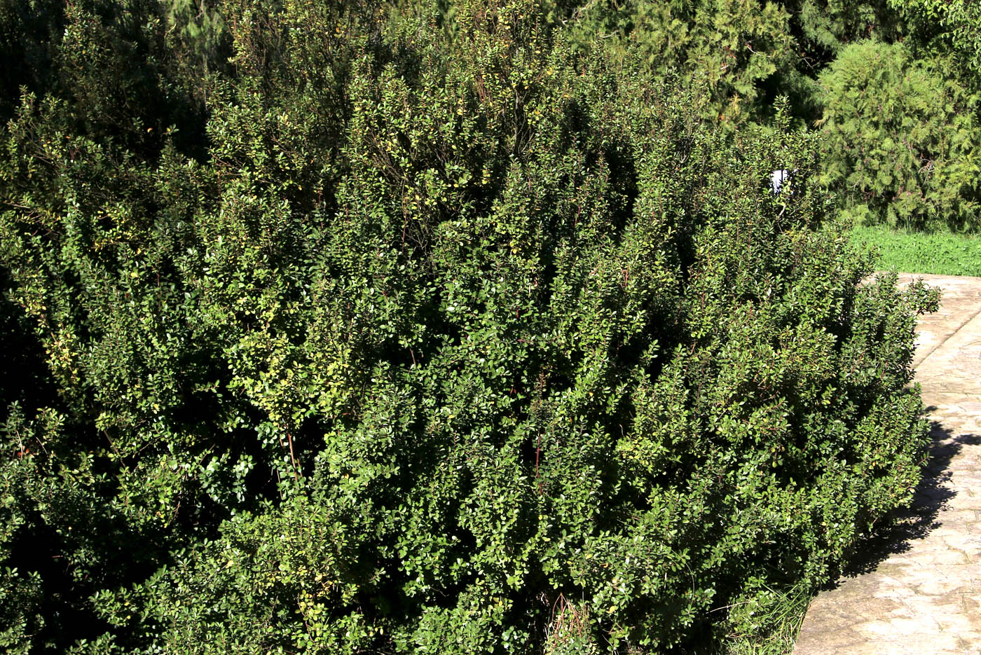 Изображение особи Azara microphylla.