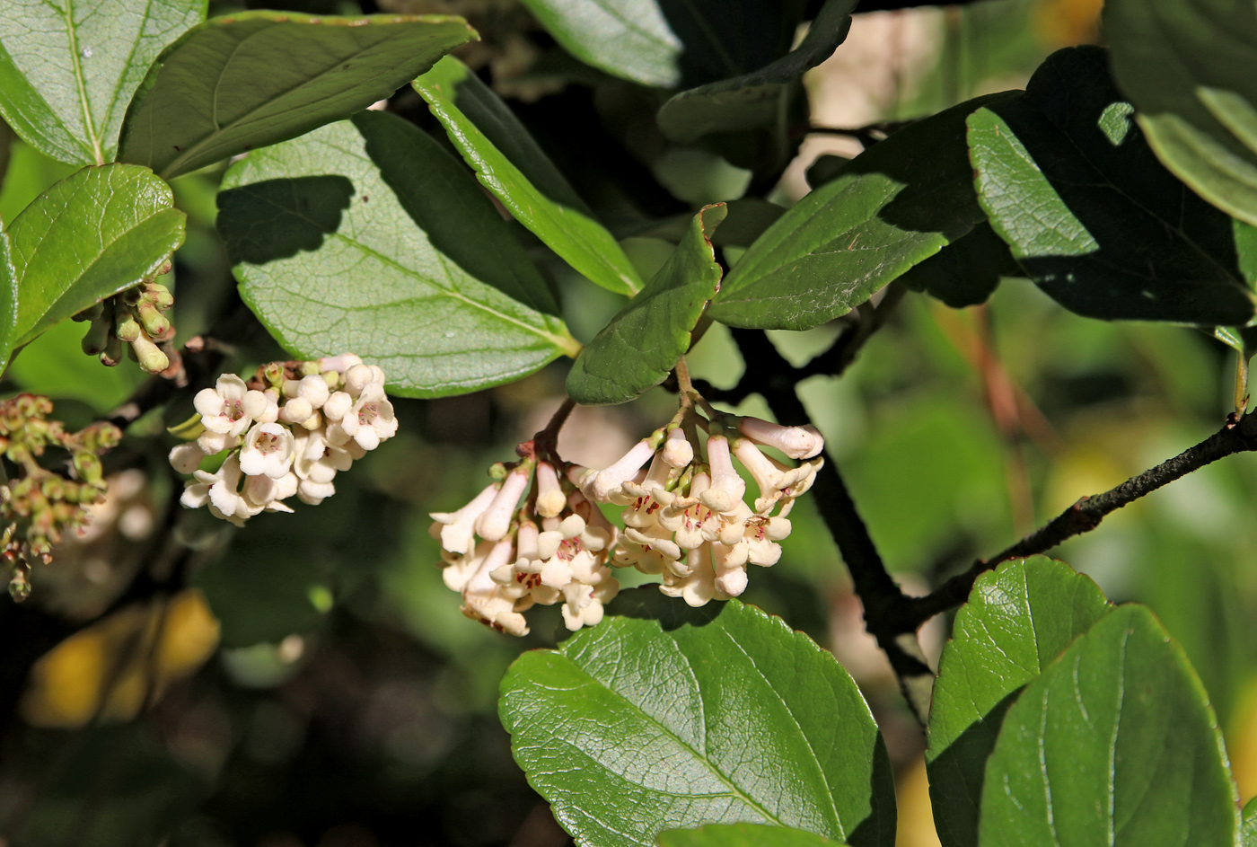 Image of Viburnum suspensum specimen.