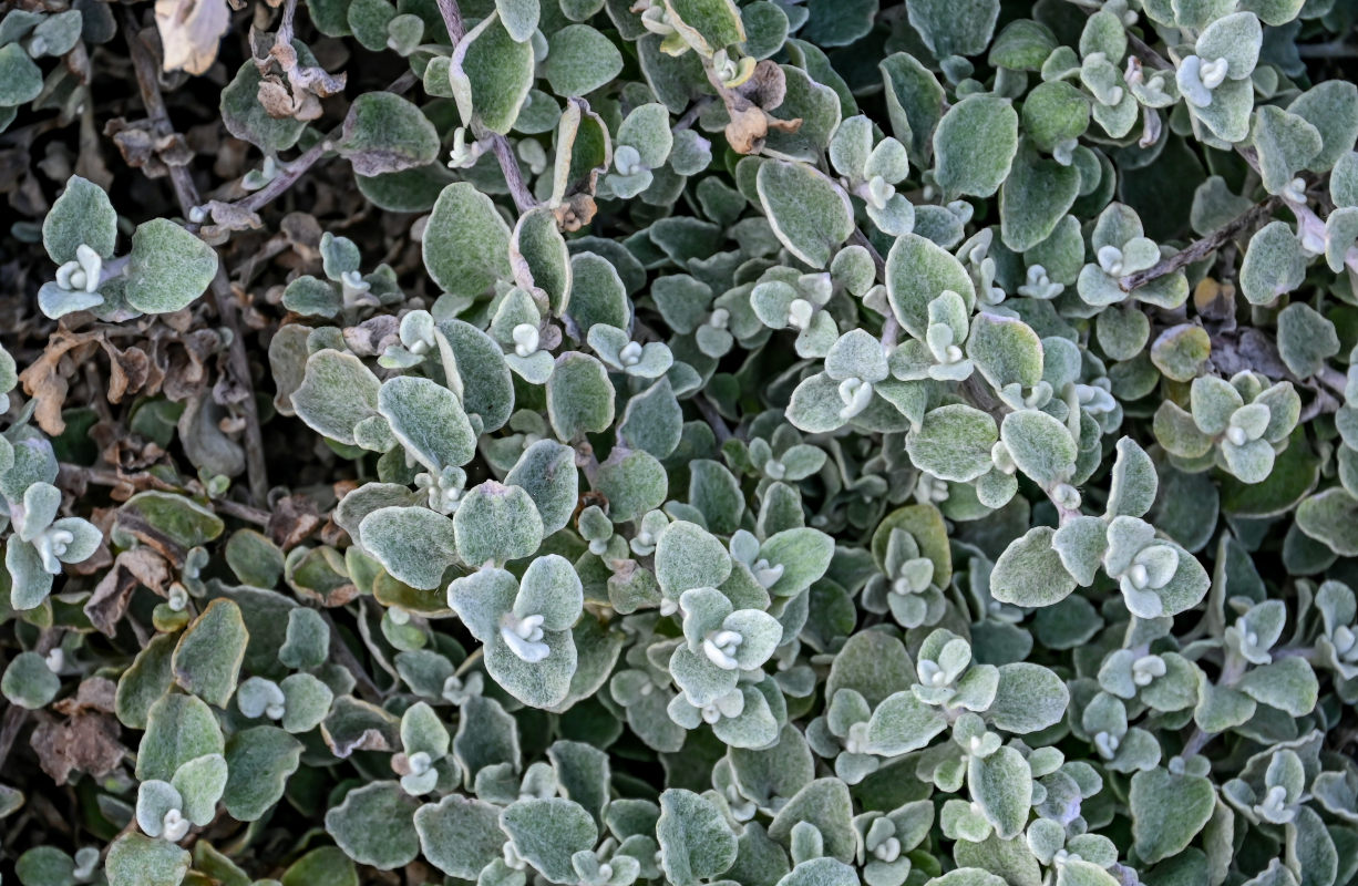 Image of Helichrysum petiolare specimen.