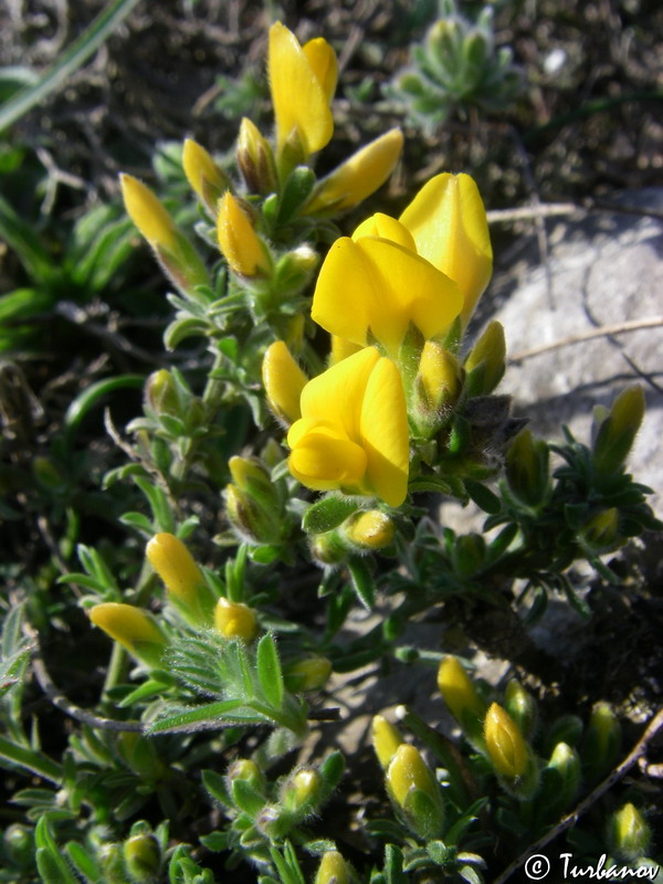 Image of Genista godetii specimen.