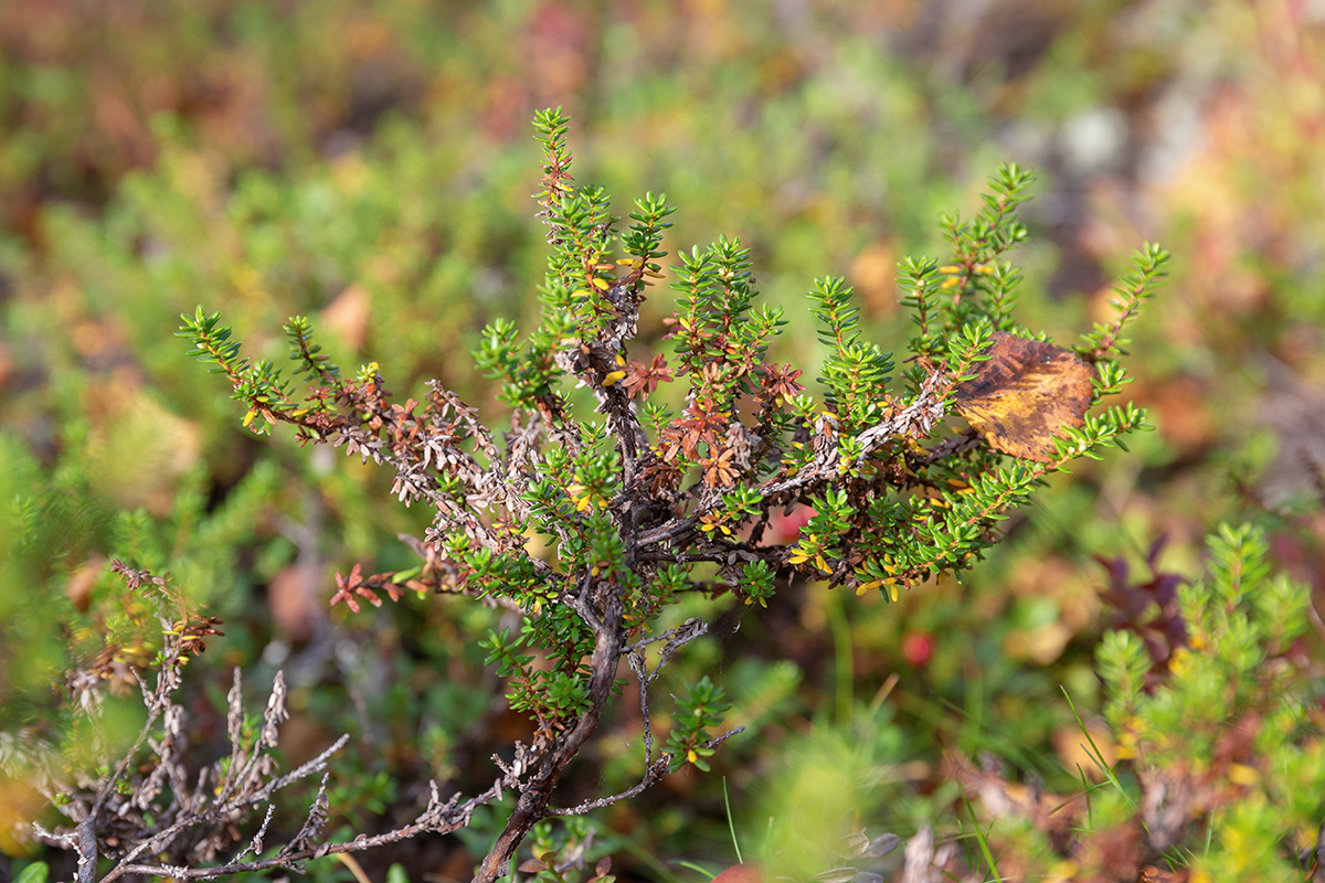 Изображение особи Empetrum nigrum.