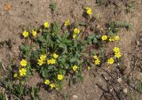 Potentilla fragarioides. Цветущее растение. Приморский край, Пограничный р-н, окр. пгт Пограничный, обочина дороги. 02.05.2026.