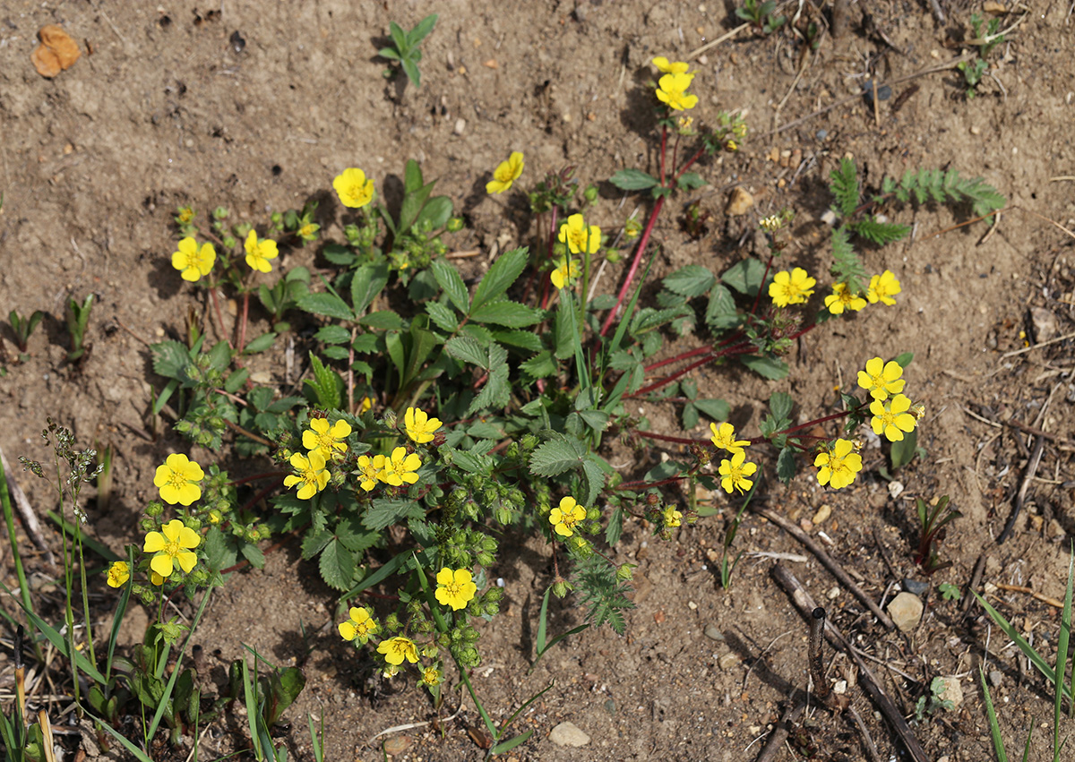 Изображение особи Potentilla fragarioides.