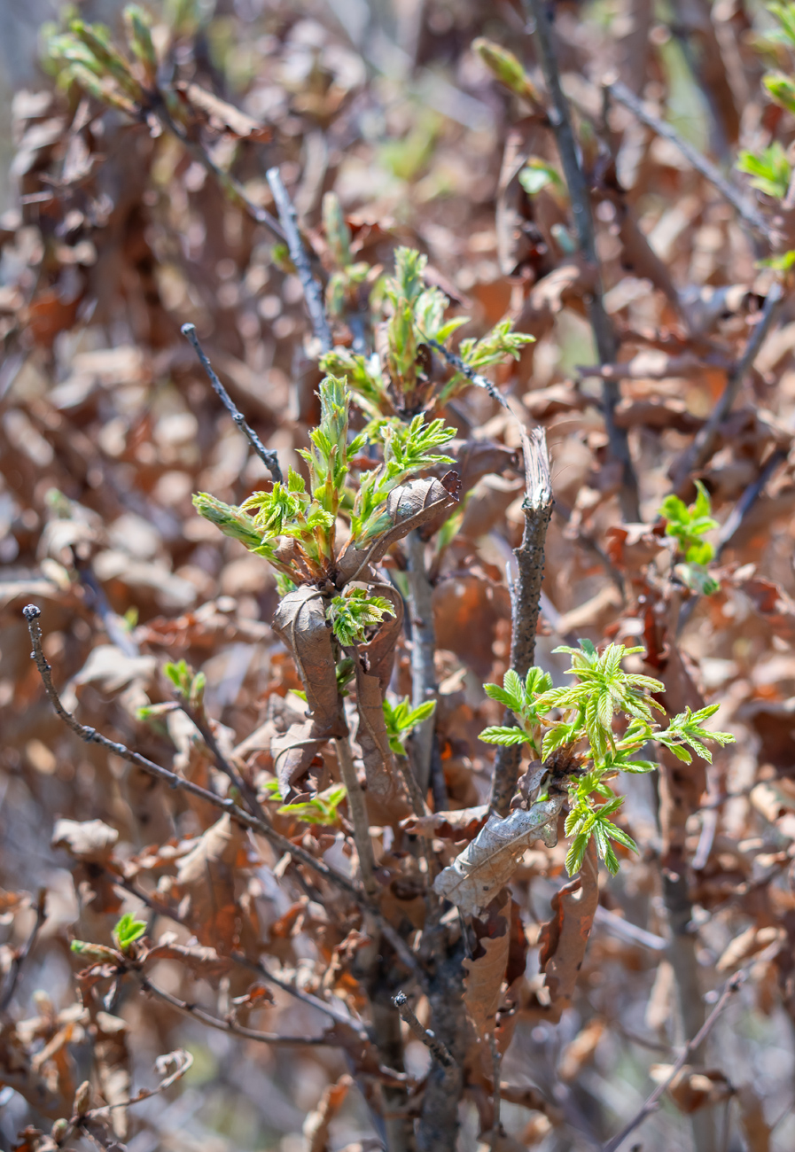 Изображение особи Quercus mongolica.