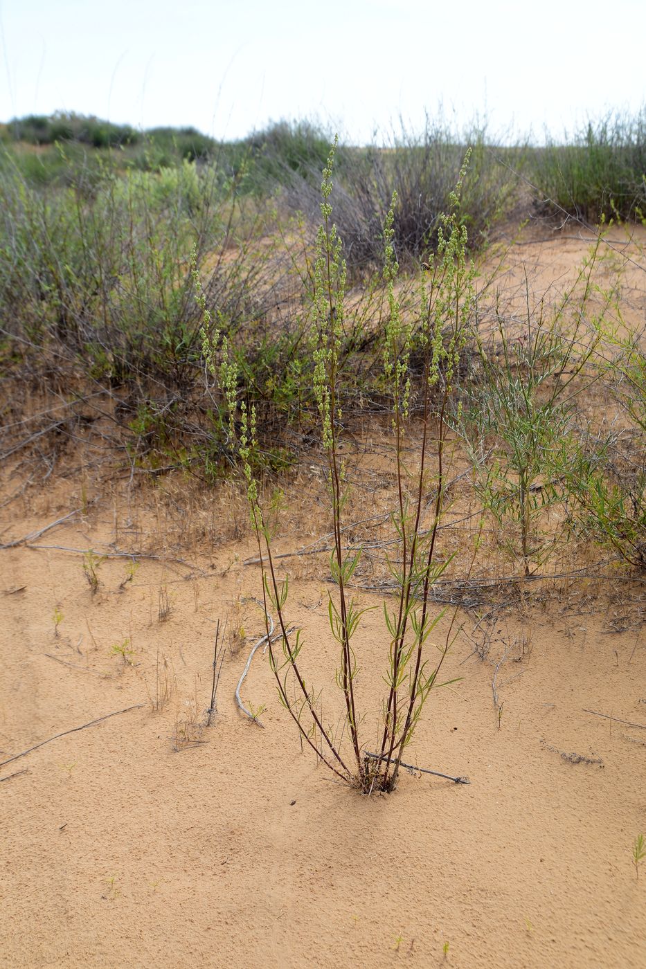 Image of Silene media specimen.