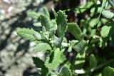 Teucrium capitatum