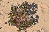 Carlina hispanica