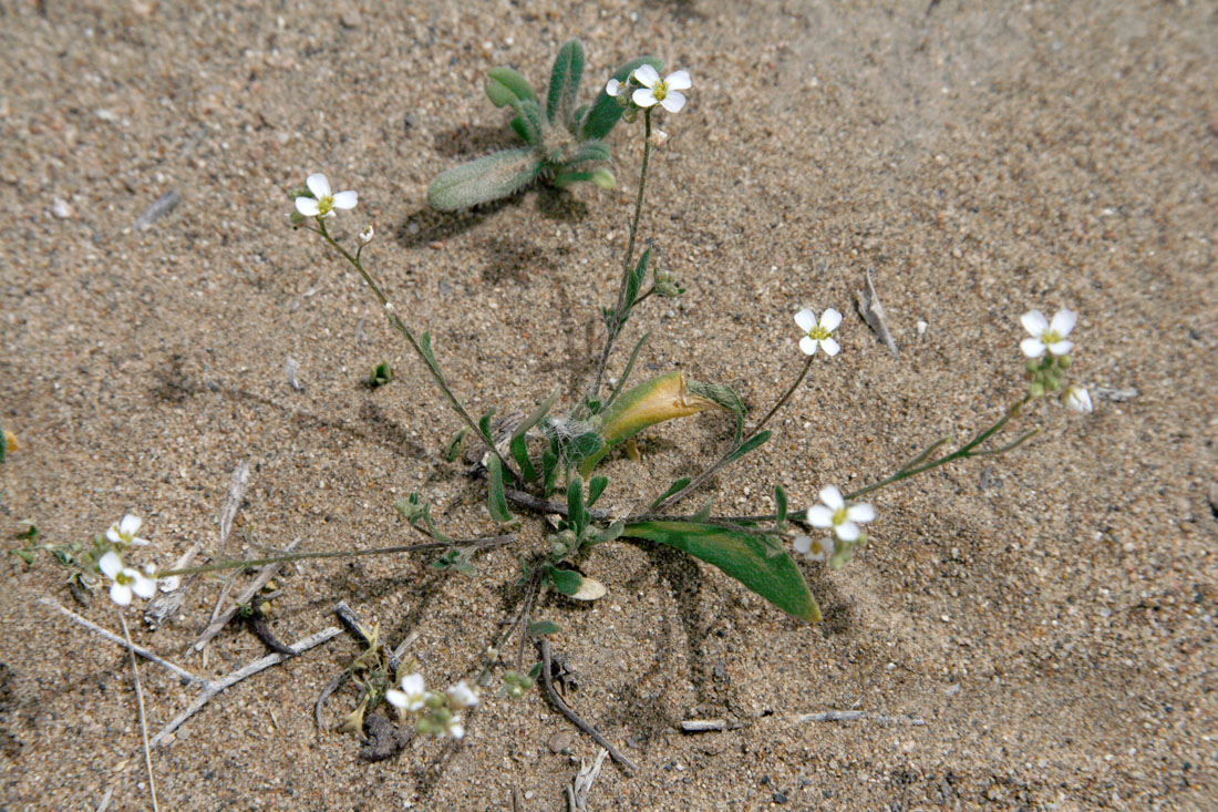 Изображение особи Streptoloma desertorum.