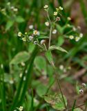 Galinsoga quadriradiata
